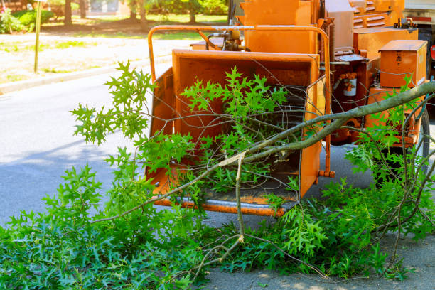 Best Seasonal Cleanup (Spring/Fall)  in Bayou Vista, TX