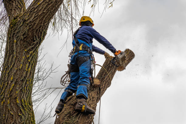 Reliable Bayou Vista, TX Tree Care Services Solutions